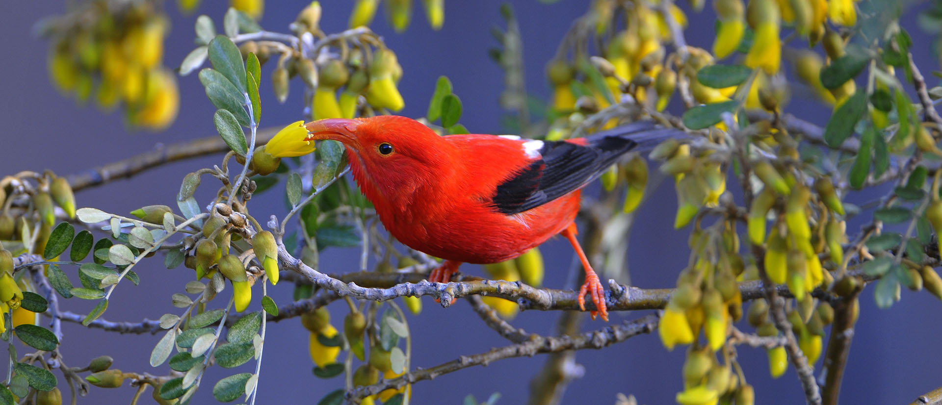 Photo by Jim Denny, drepanis coccinea, ʻIʻiwi<br />
at Hosmer Grove, Maui