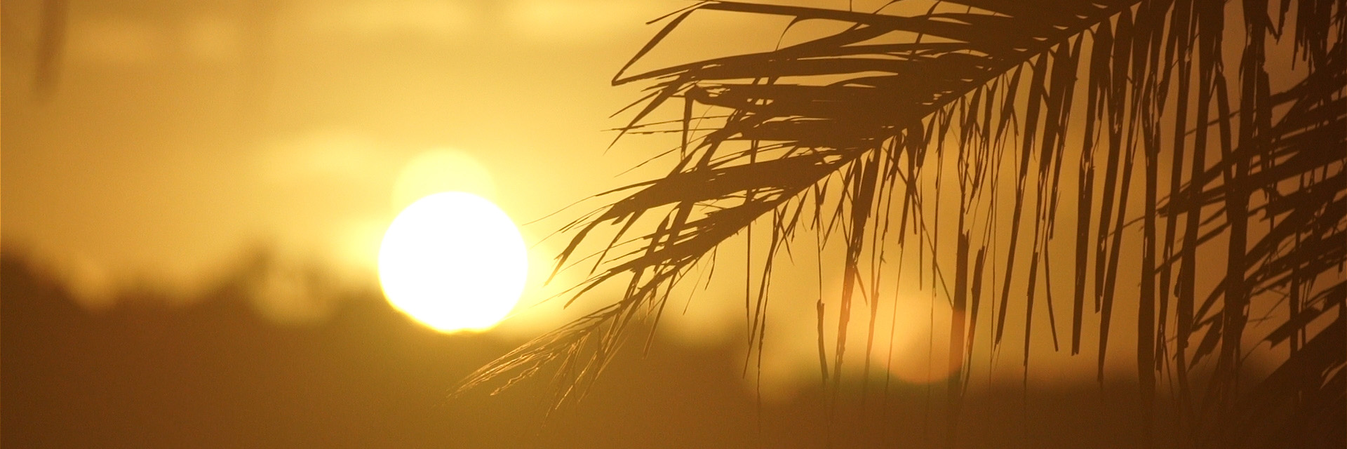 Still from a Hyperspective film of a sunrise in Hawaiʻi at a Native Hawaiian loʻi