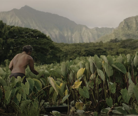 Keep Hawaiʻi Hawaiʻi - a man working in a loʻi, kalo farm - taken from a campaign created by Hyperspective